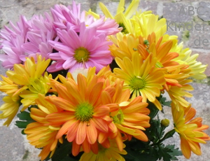 Chrysanthemen