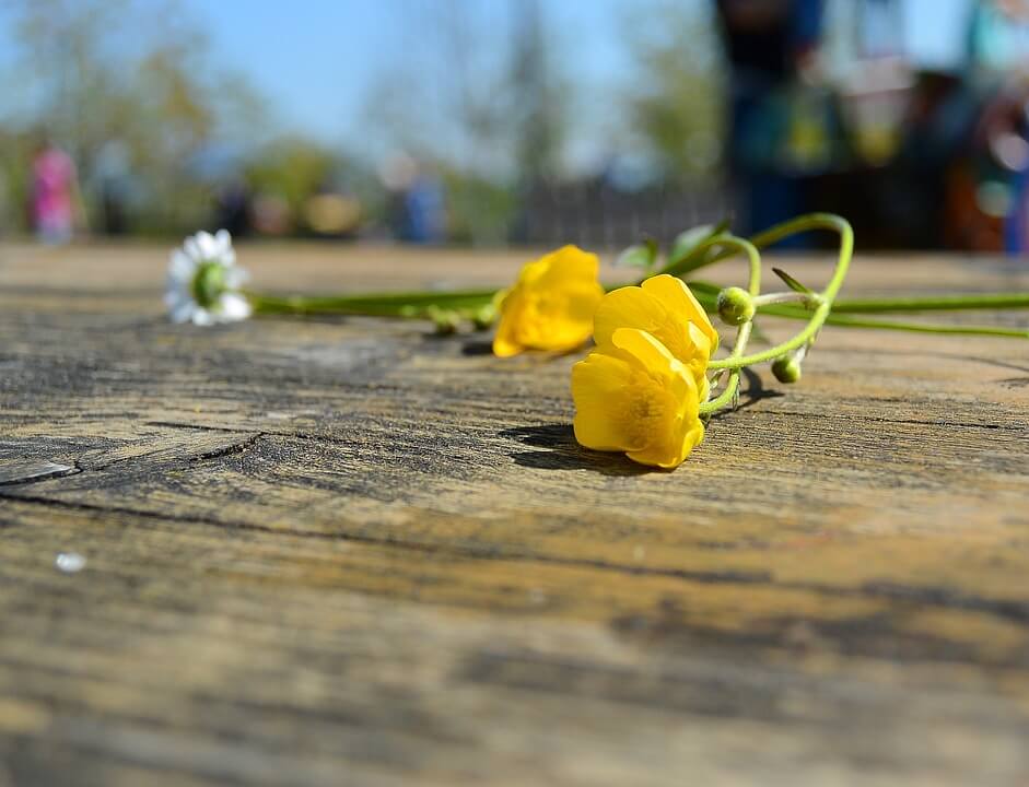 Butterblume auf Tisch